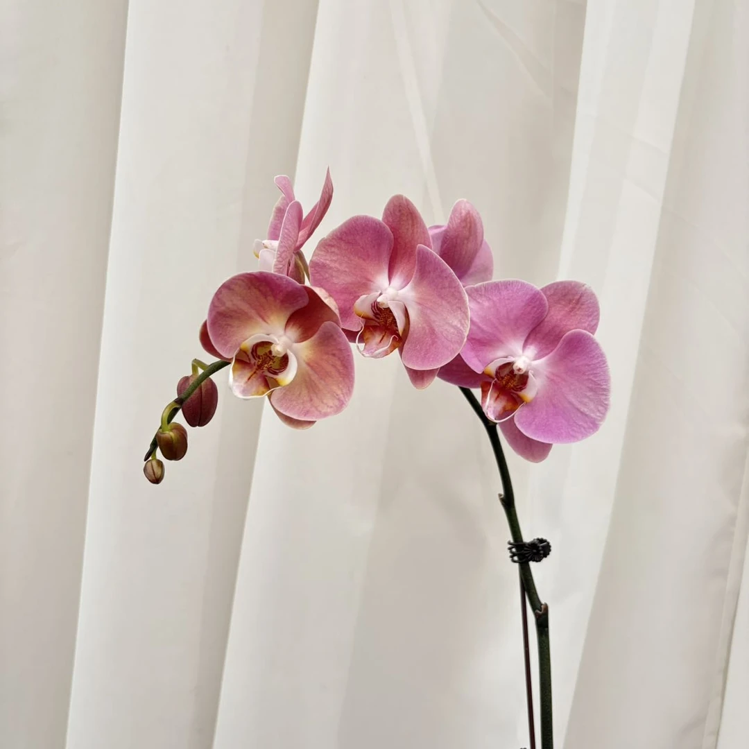 （大鲑鱼）开花株变美渐变色新疆昌吉蝴蝶兰盆栽基地直达