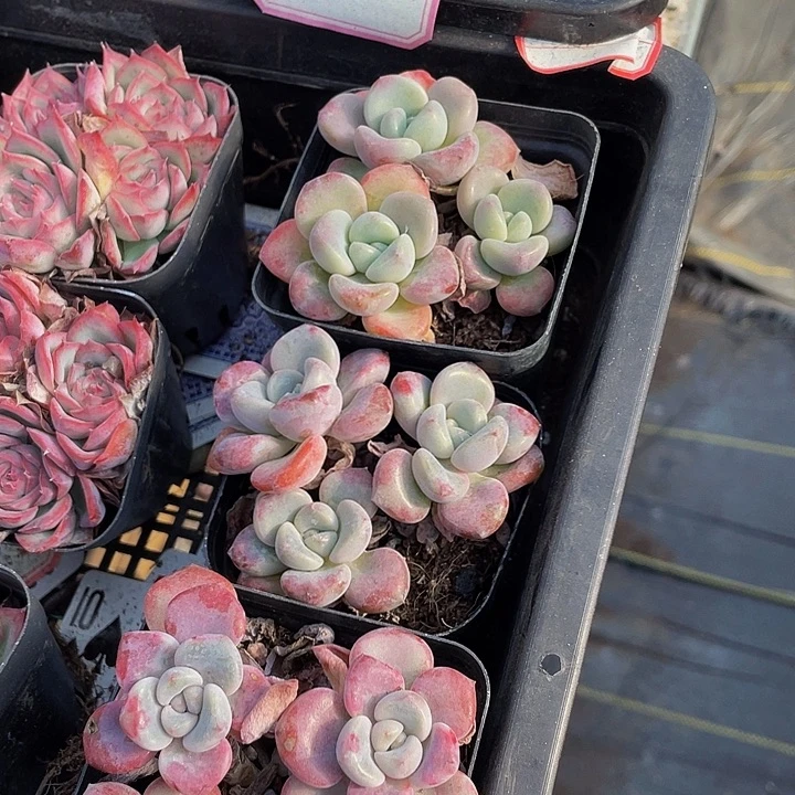 三头花瓣路带盆土发