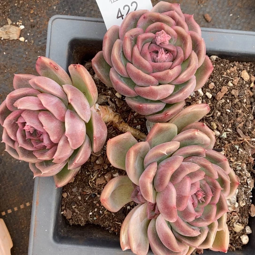 陌**开不包整散掉头422