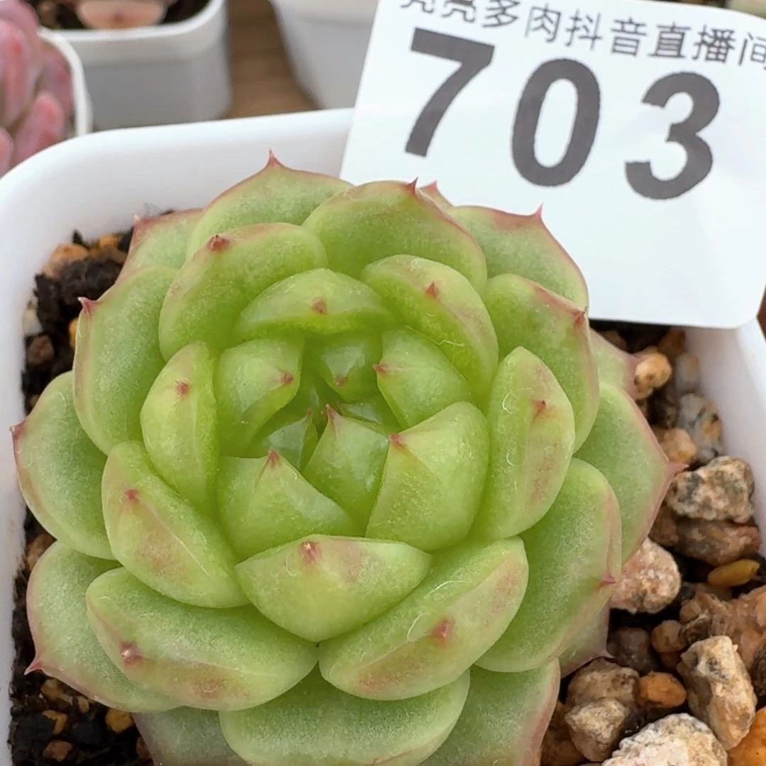 灯泡珍妮         多肉植物