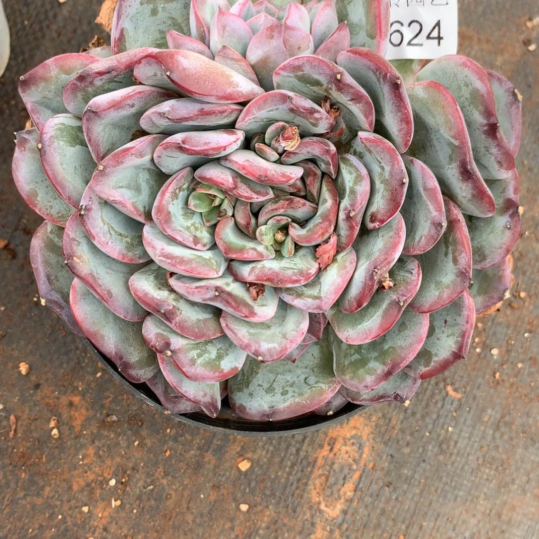 香****）6624杂交精品基地14厘米