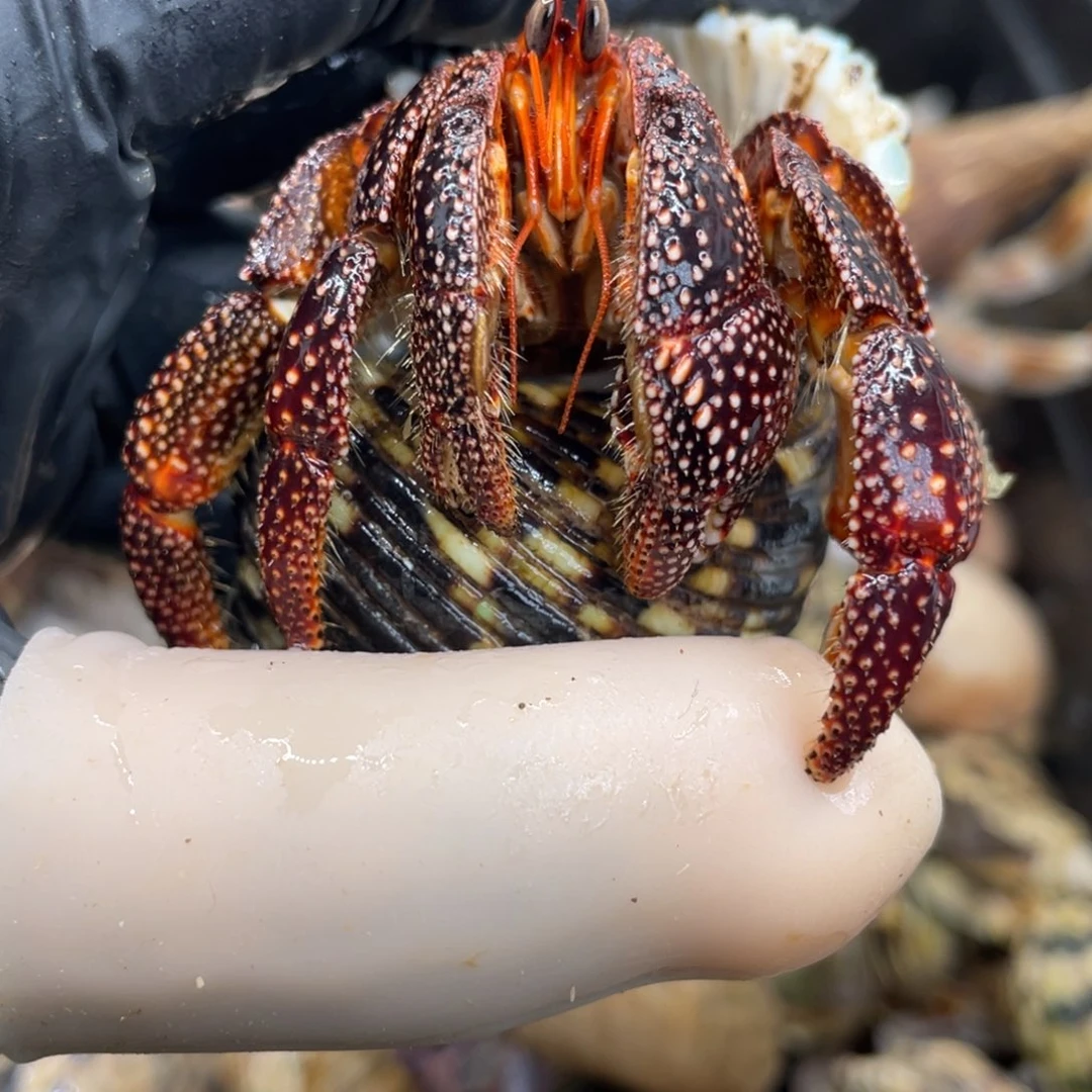 不退不换活体宠物193