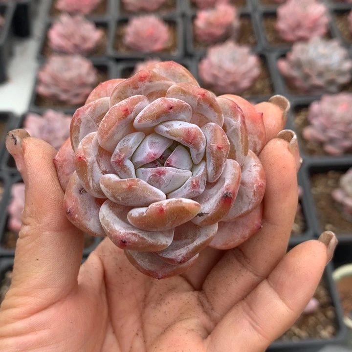 无花朵哈哈哈哈哈哈哈