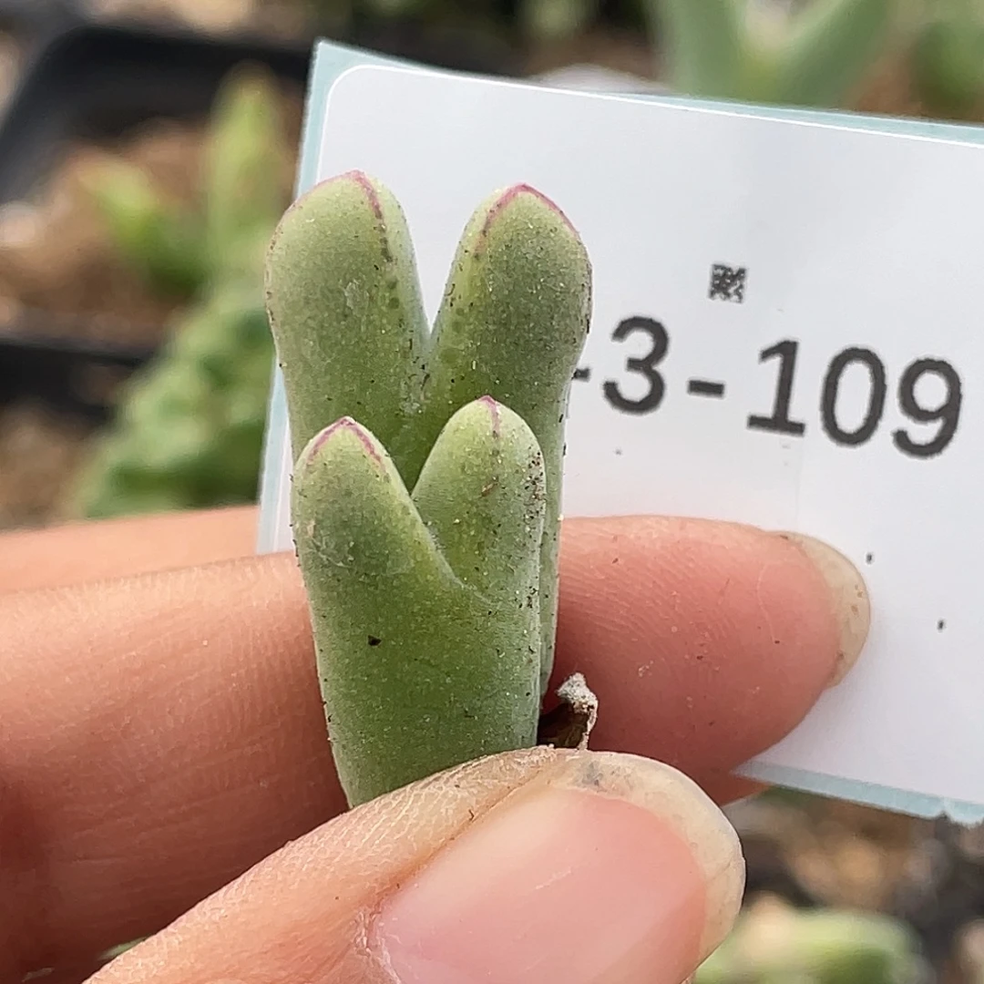 3-109猪蹄多肉植物