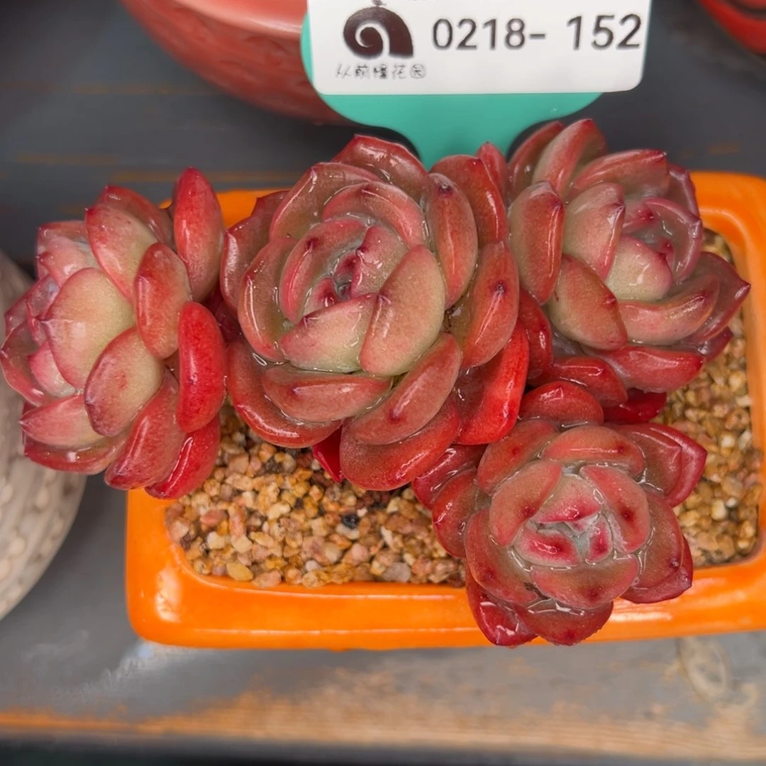 从前慢多肉精选编号0218.152