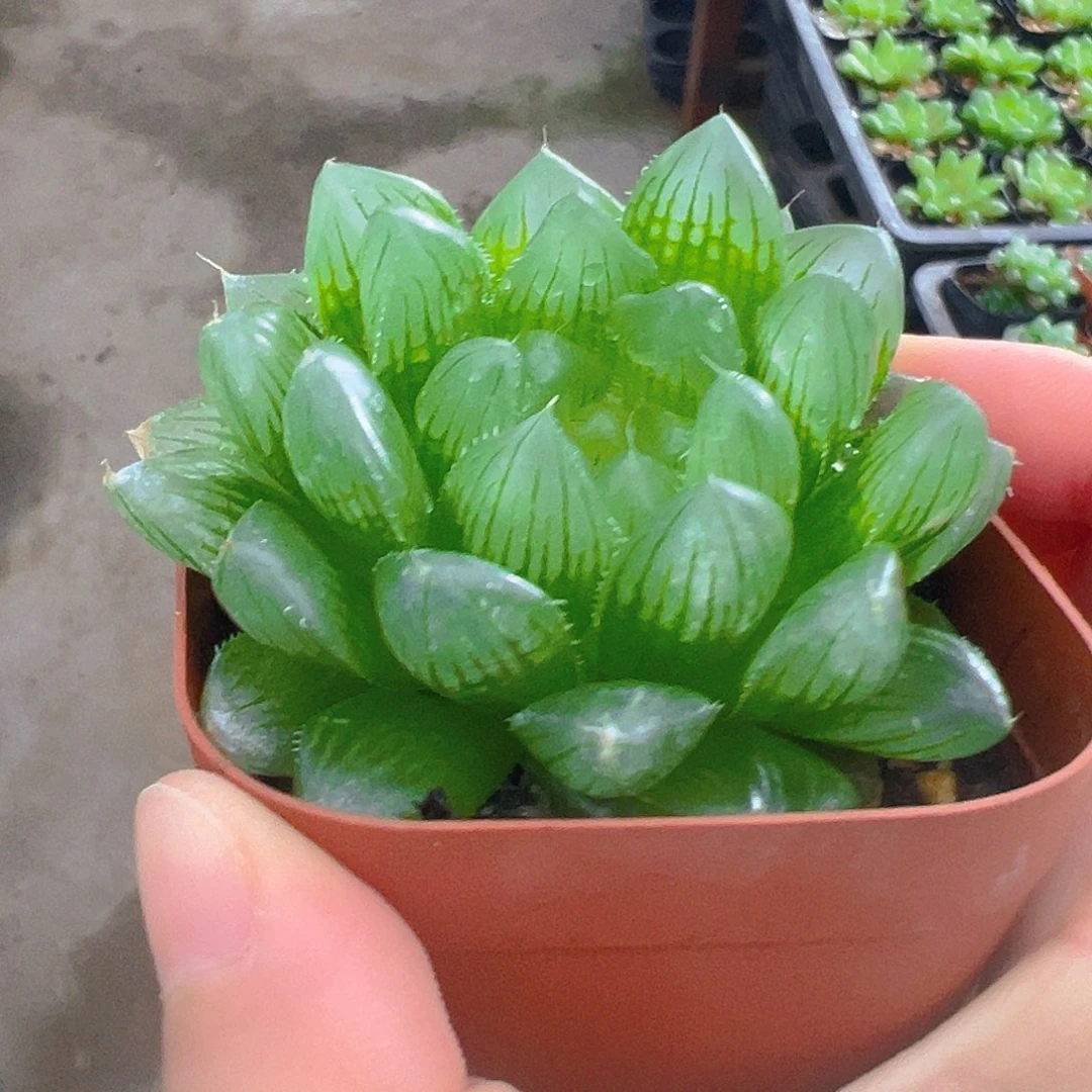 冰川玉露多肉多肉一颗