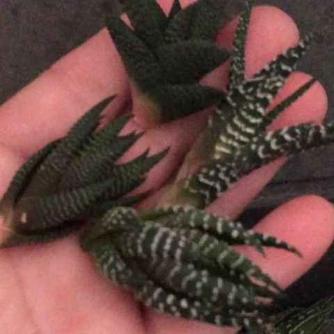 木立龙鳞硬叶4颗一起发货