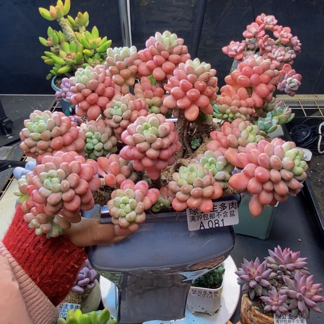 081鱼子酱多肉20c m