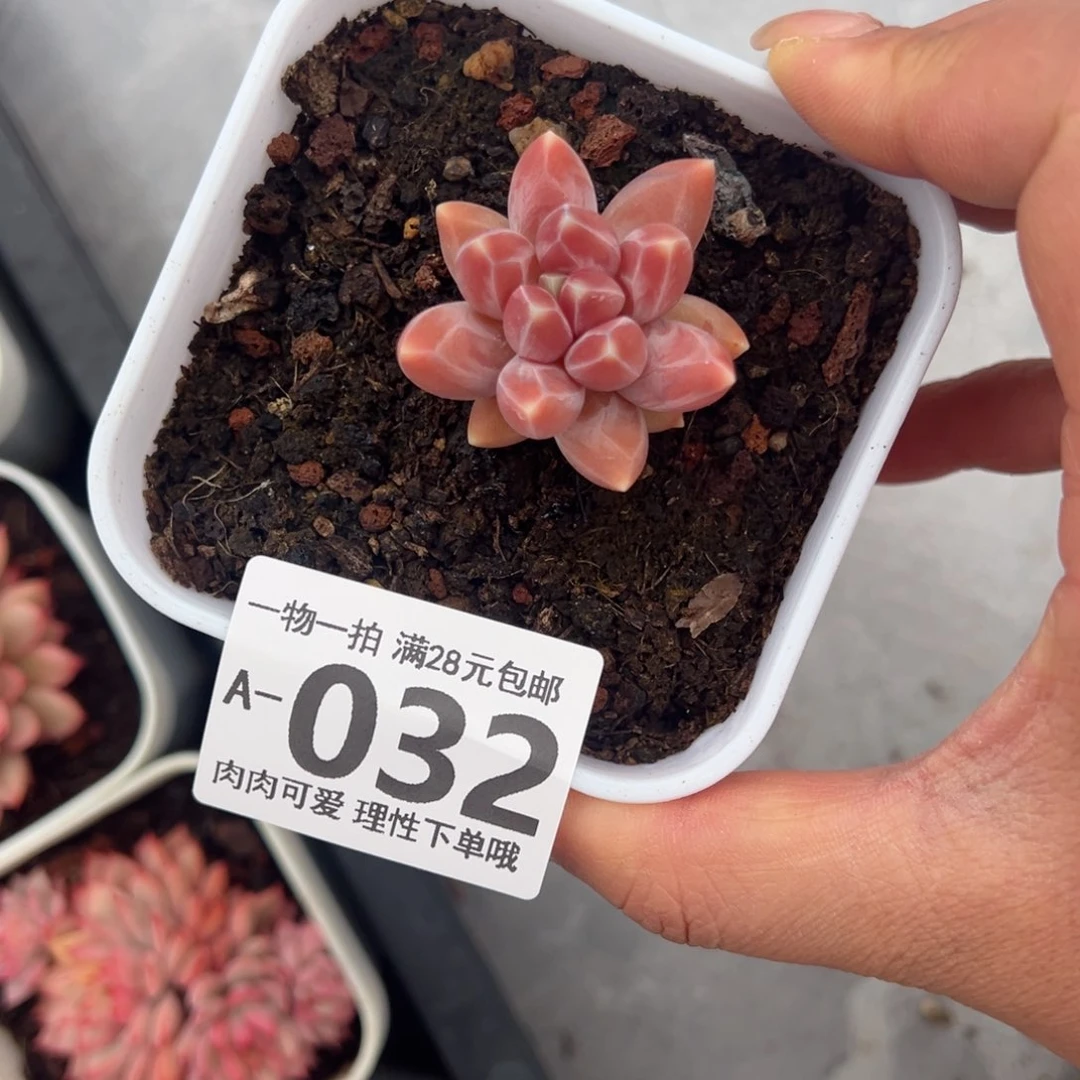 乌拉克拉多肉多肉多肉多肉多肉