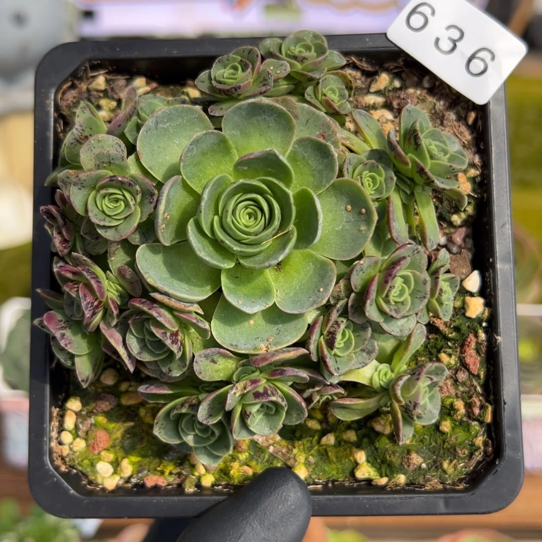 636万花筒捧花拉丝9厘米