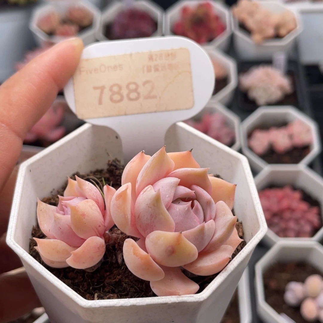 露娜莲7882-5.0厘米