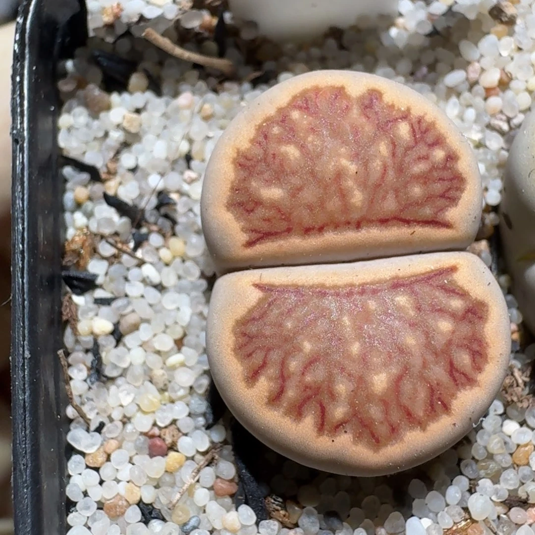 zzz好货也福利1023