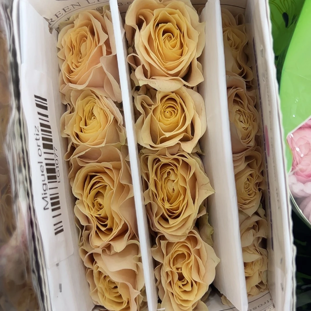 绿光 12支 大卫奥斯丁 拍满三单包邮