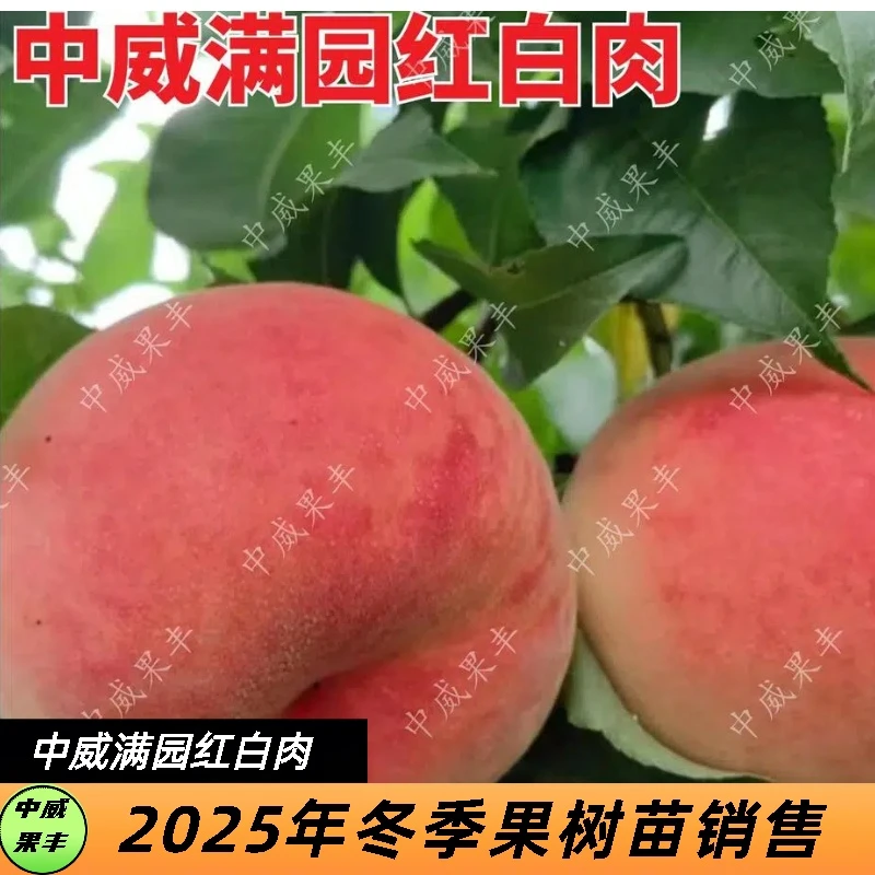 满园红白肉红毛桃桃子7月上中旬肉质细腻脆甜可口果树