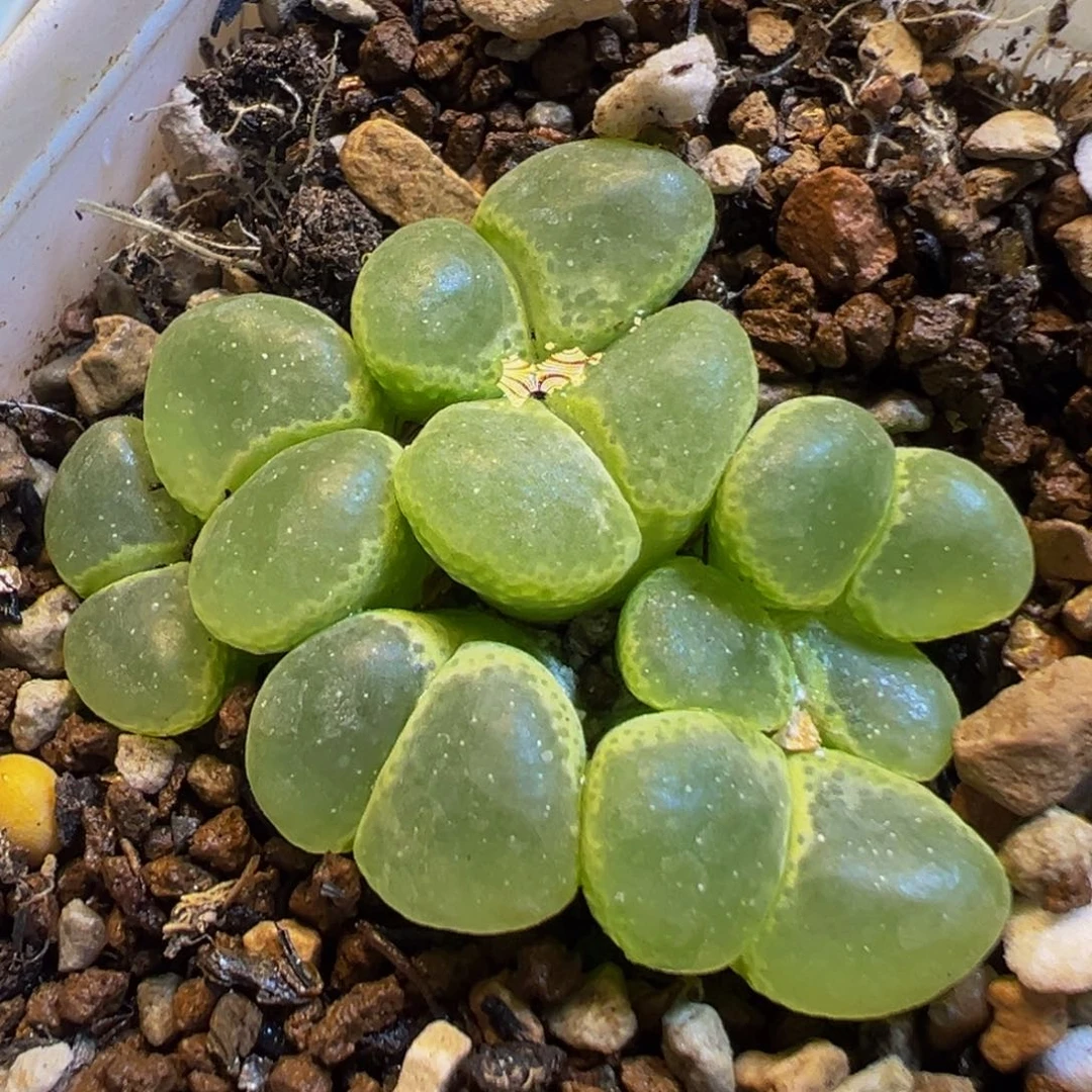 40多肉植物百科大眼睛1453.81