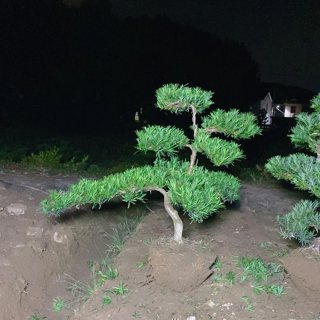 直播间罗汉松300/1颗