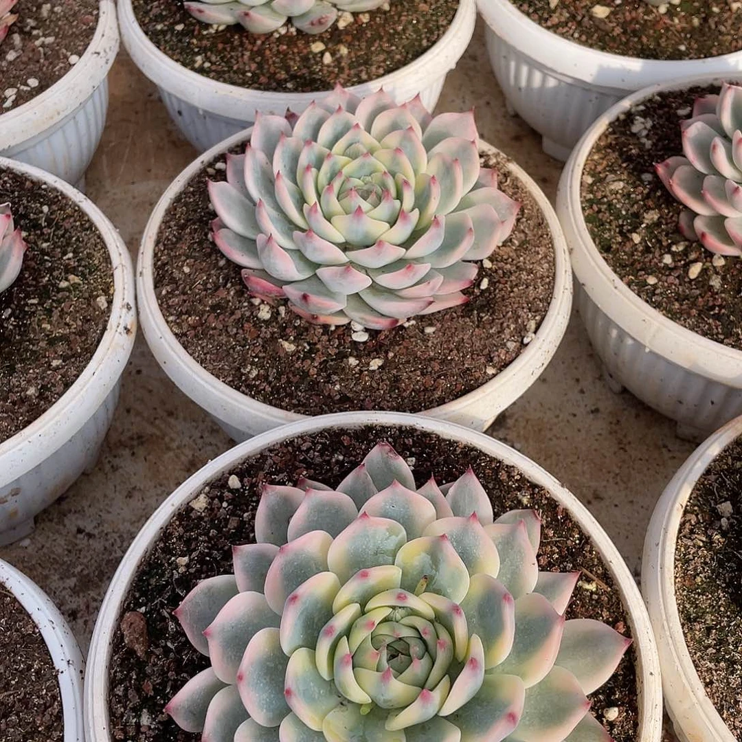 吉娃娃锦12厘米可挑