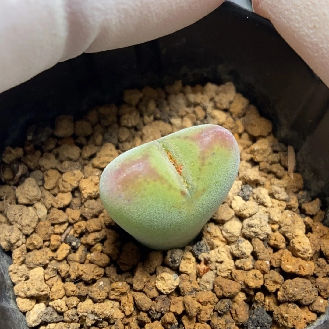 多肉植物肉锥杂交K-015