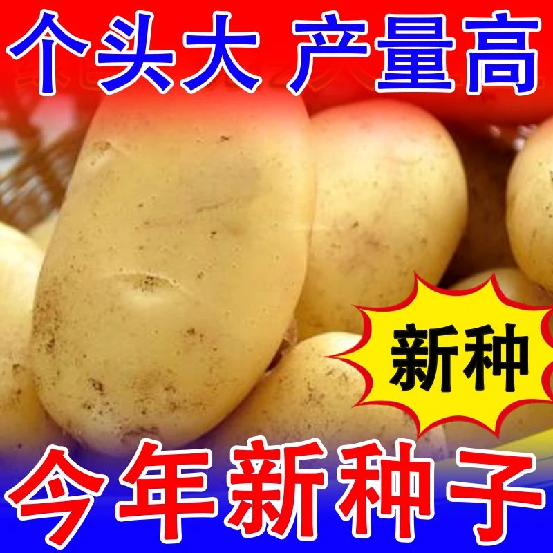 马铃薯种子正宗土豆种子脱毒不带芽老品种早熟粉糯洋芋北方土豆种