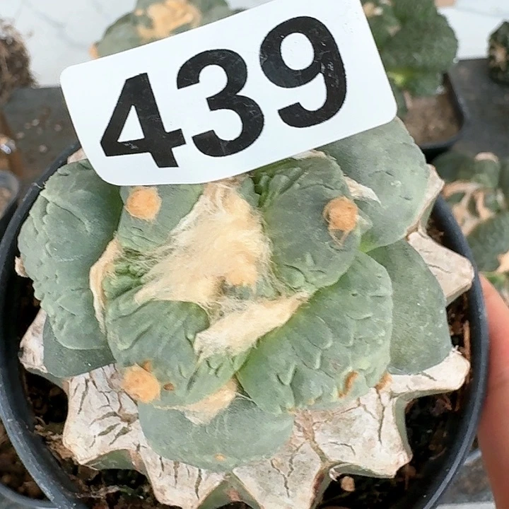 【闪购商品】无花朵徳*天丸尤怒439