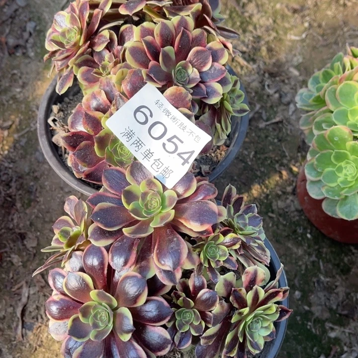 6054欧嘉莉的人多肉的