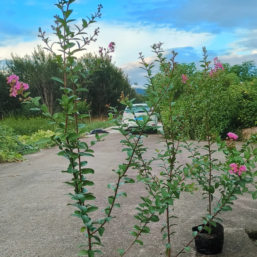 百日红川红小叶紫薇树红花紫薇庭院植物盆栽绿植天鹅绒红火箭紫薇