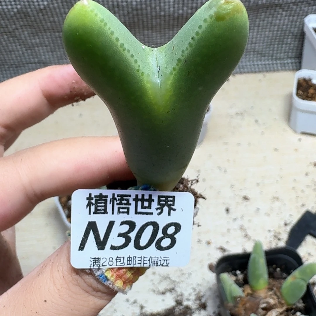 多肉植物的润泽徐