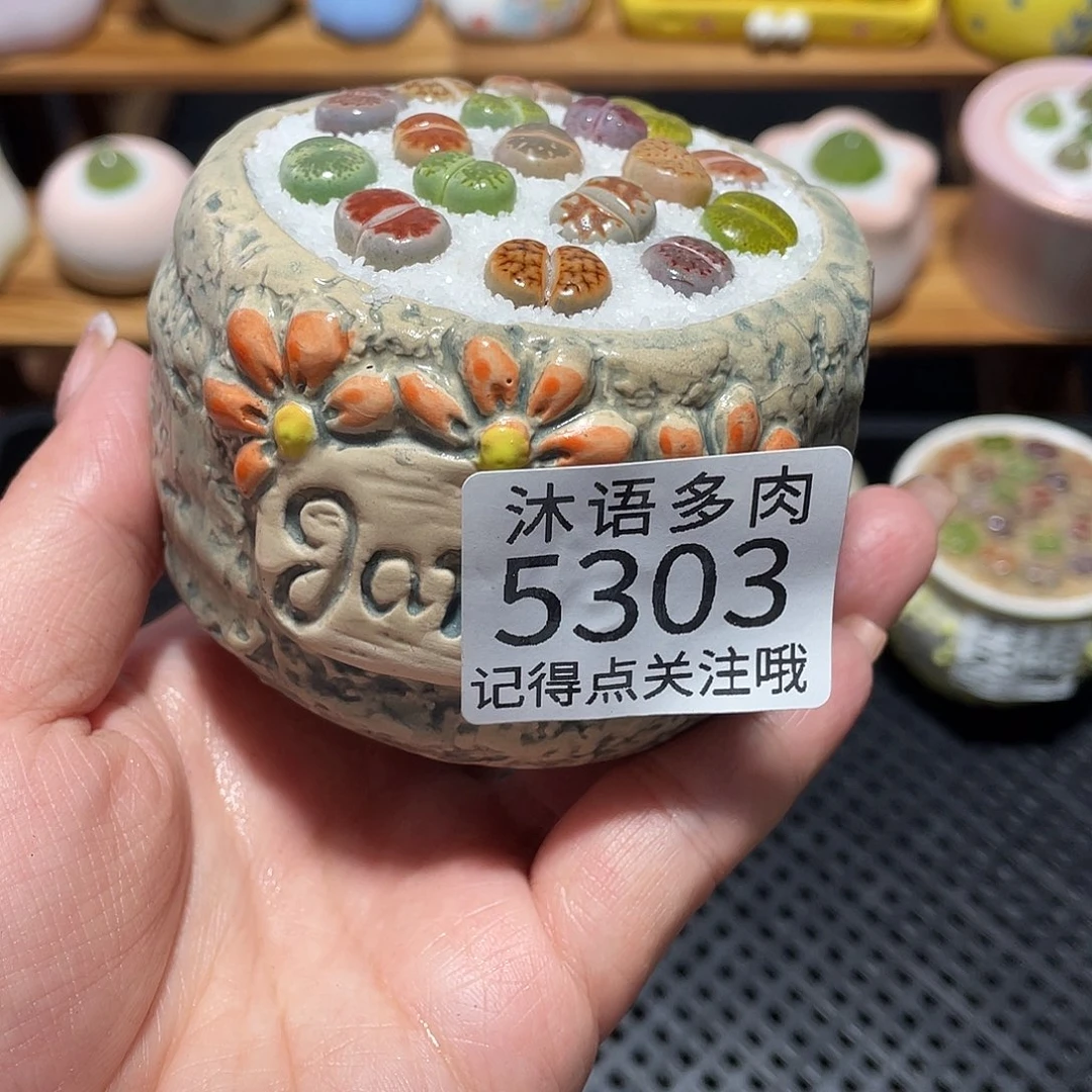 带盆土植物 一物一拍5303
