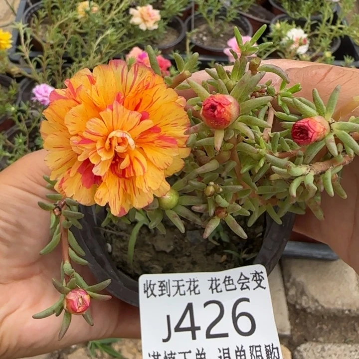 无花朵J426超小苗盆口10cm可能有虫糖宝