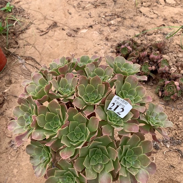 212柠檬玫瑰大绣球3号