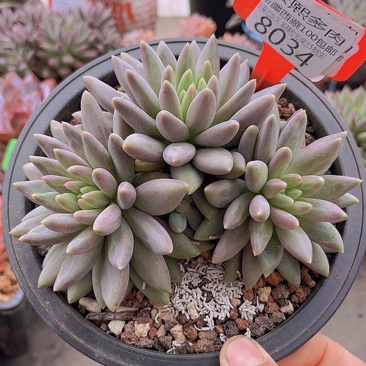 8034水晶球。