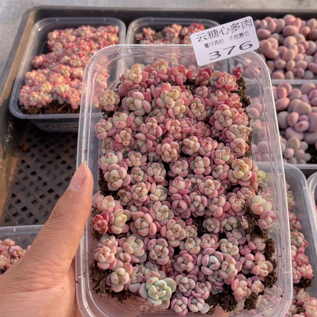 云糖心多肉植物376