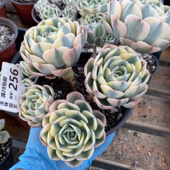 256一一一一一一一一一