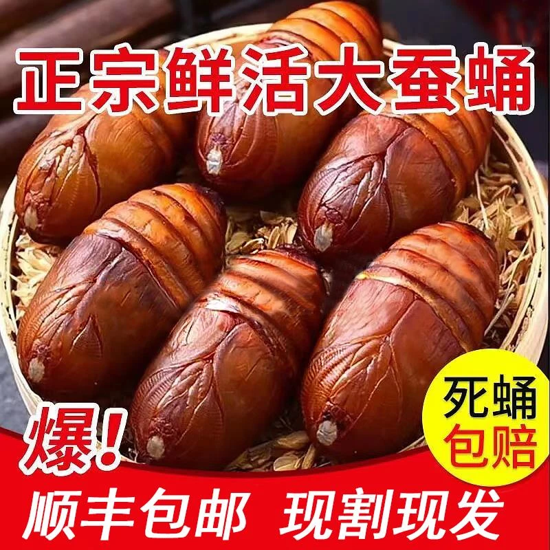 东北特产柞蚕蛹新鲜活尖蛹大黑黄蚕蛹东北大茧蛹蝉蛹500g