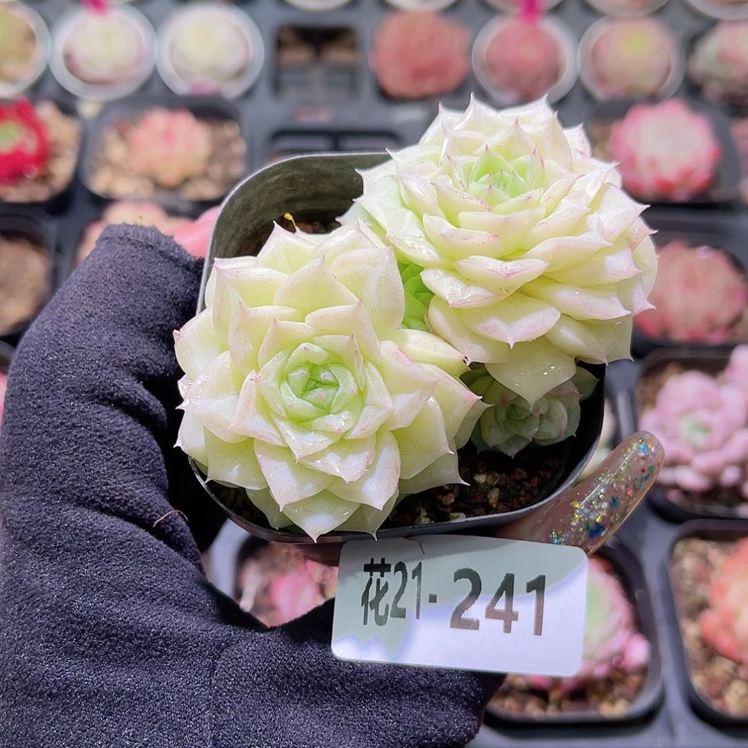 花利美21-241白天鹅