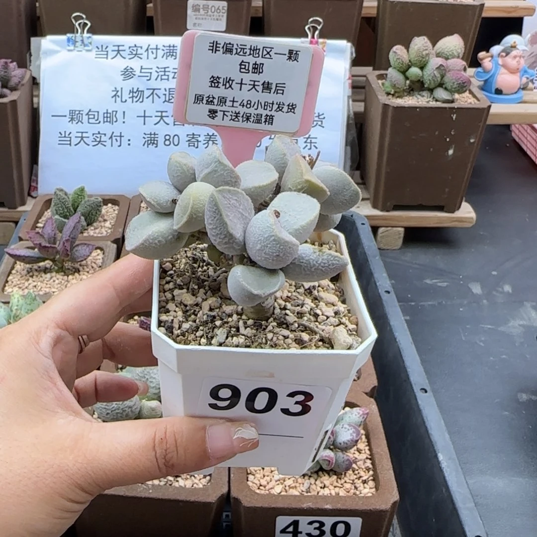 小**?903粉雪蛋多肉植物