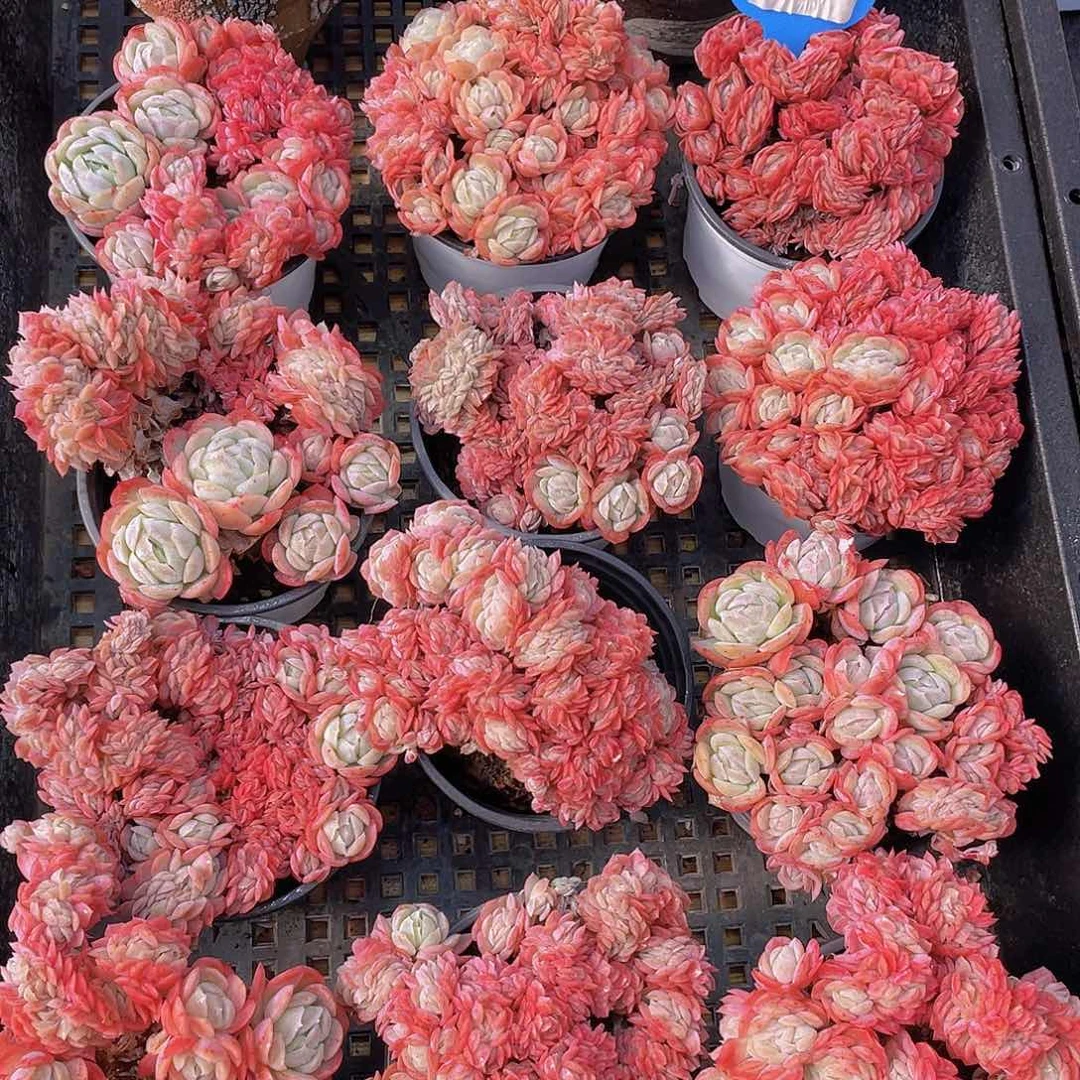 量拍67号 胭脂缀化一个