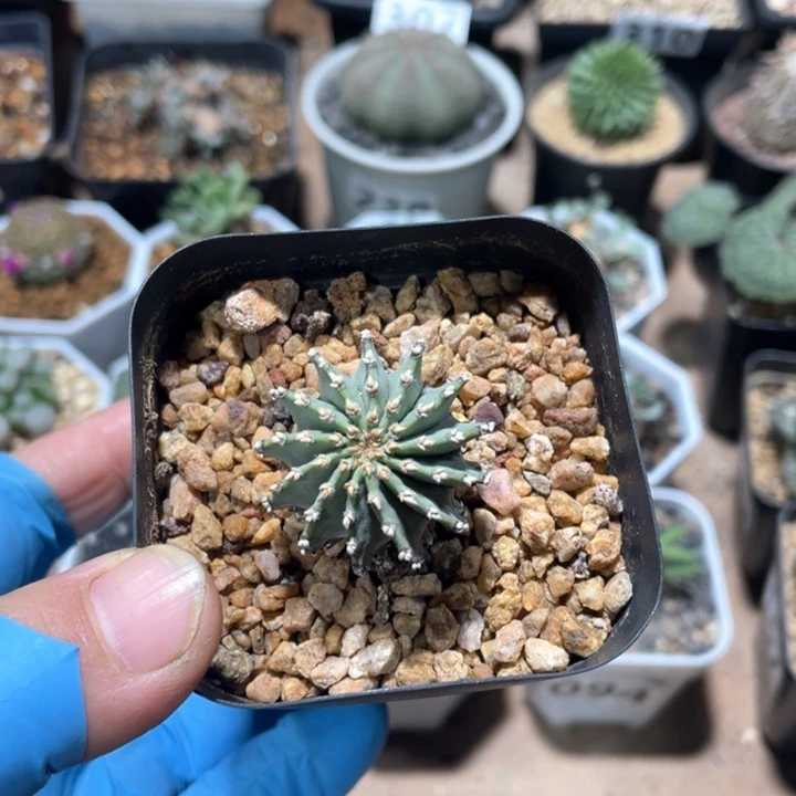 121实生薄叶花茏