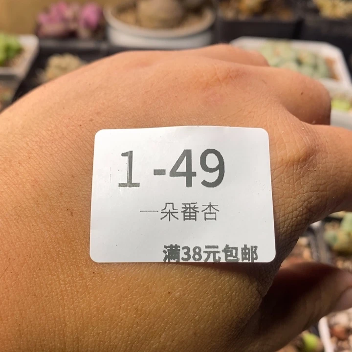 风***~2655555858888889988