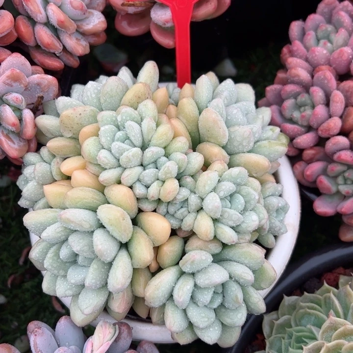 247泡泡平平安安健健康康