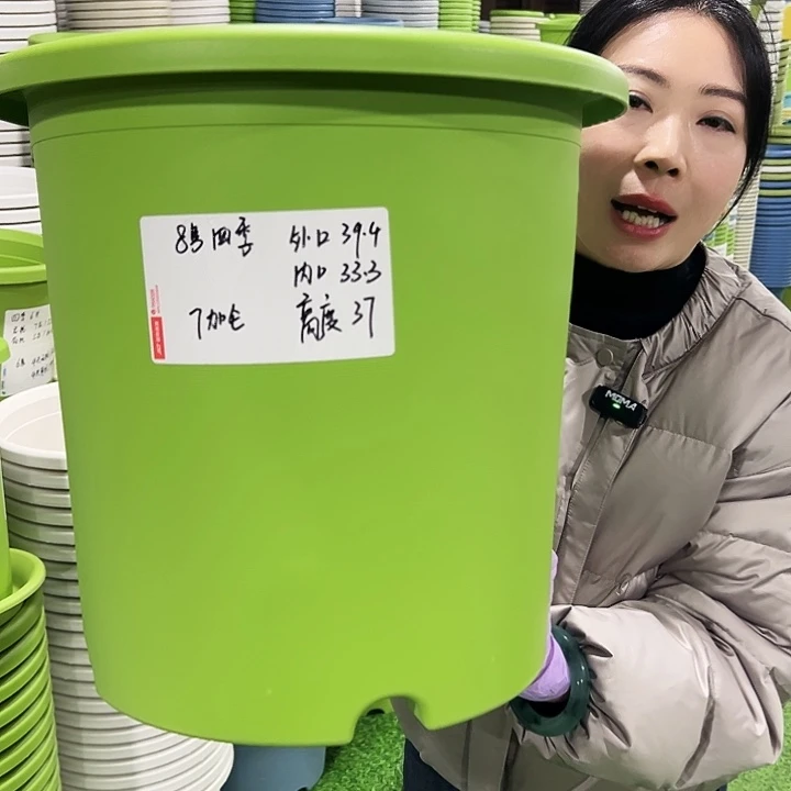 特价8号四季口39高37果绿5只无托