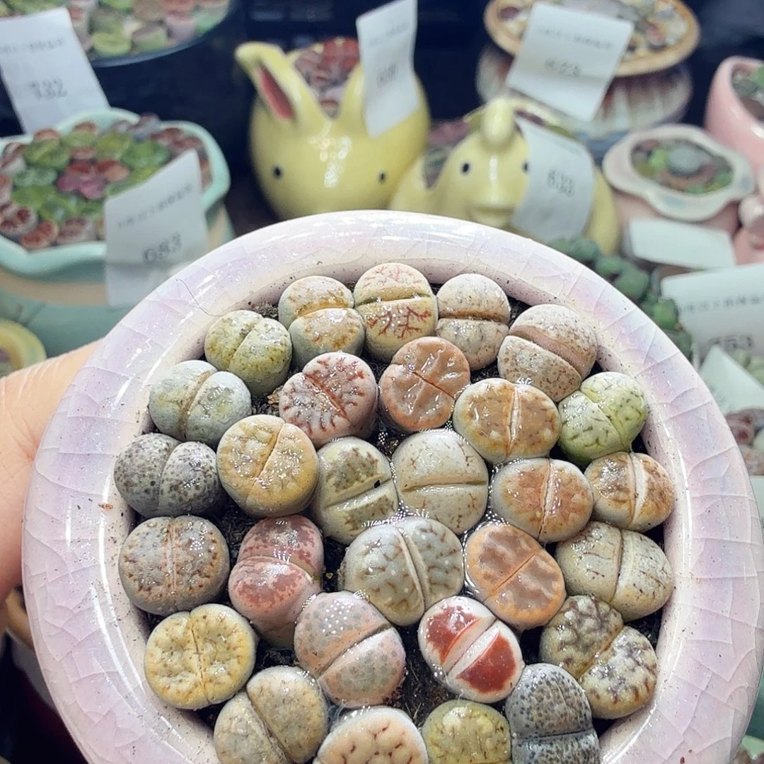 多肉植物福利冲冲啊779