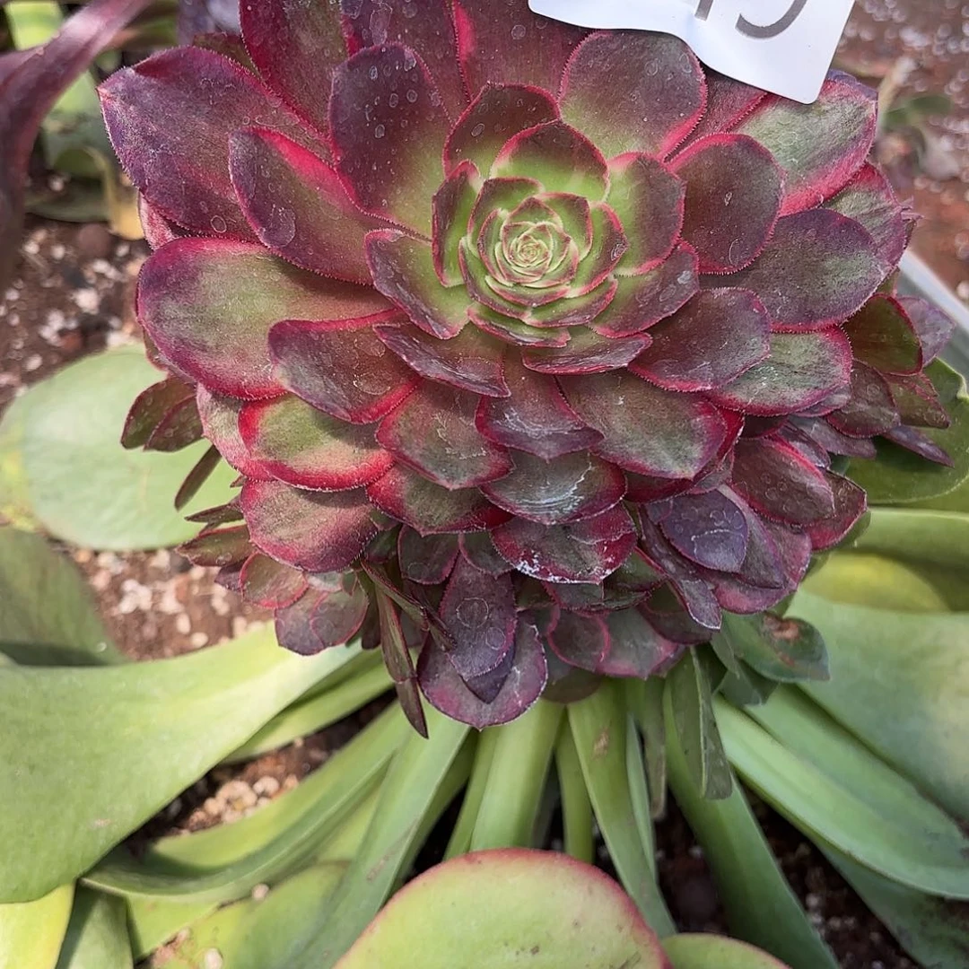 多肉植物倾城之恋049