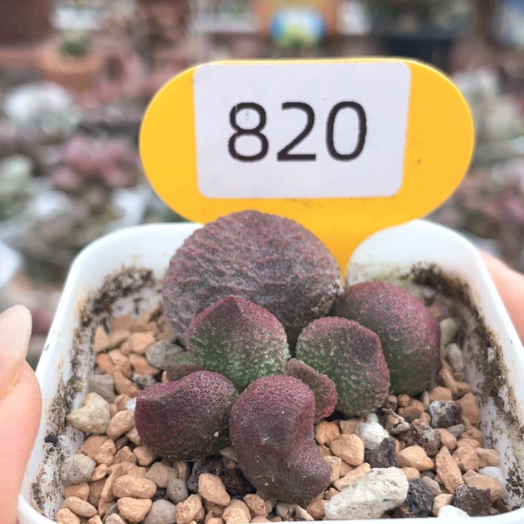 水蜜桃。     820。