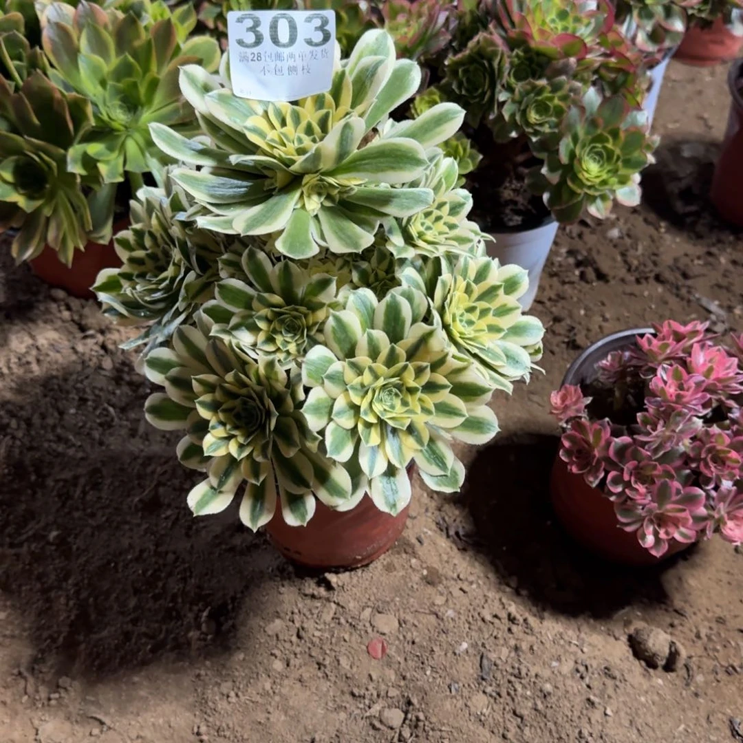 微*凉303号迈巴清棚不包损