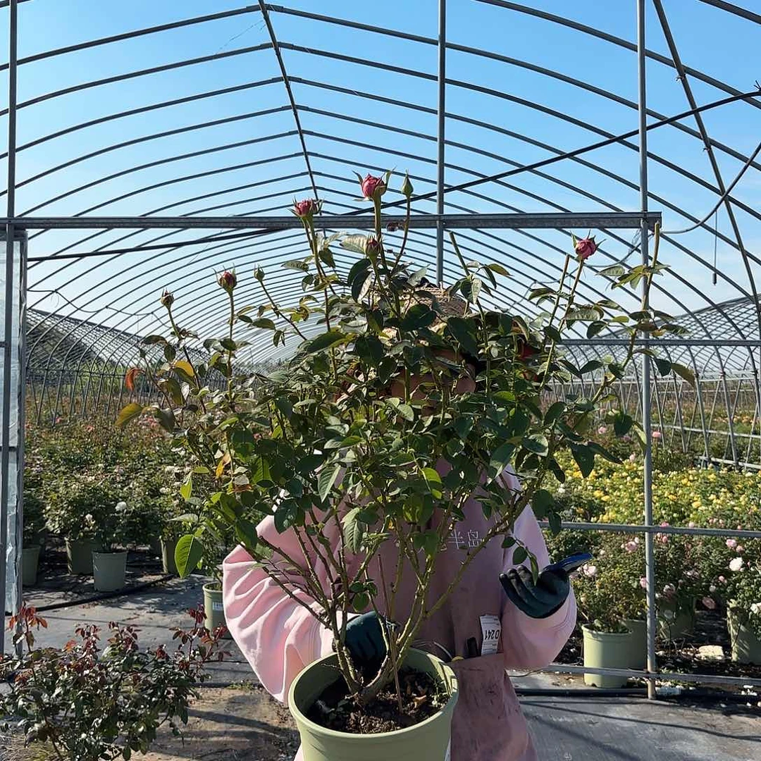 浪漫古董3加仑根接