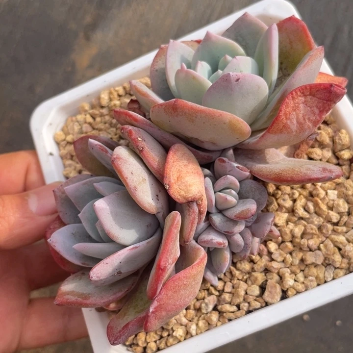 韩版奶茶6头自然群