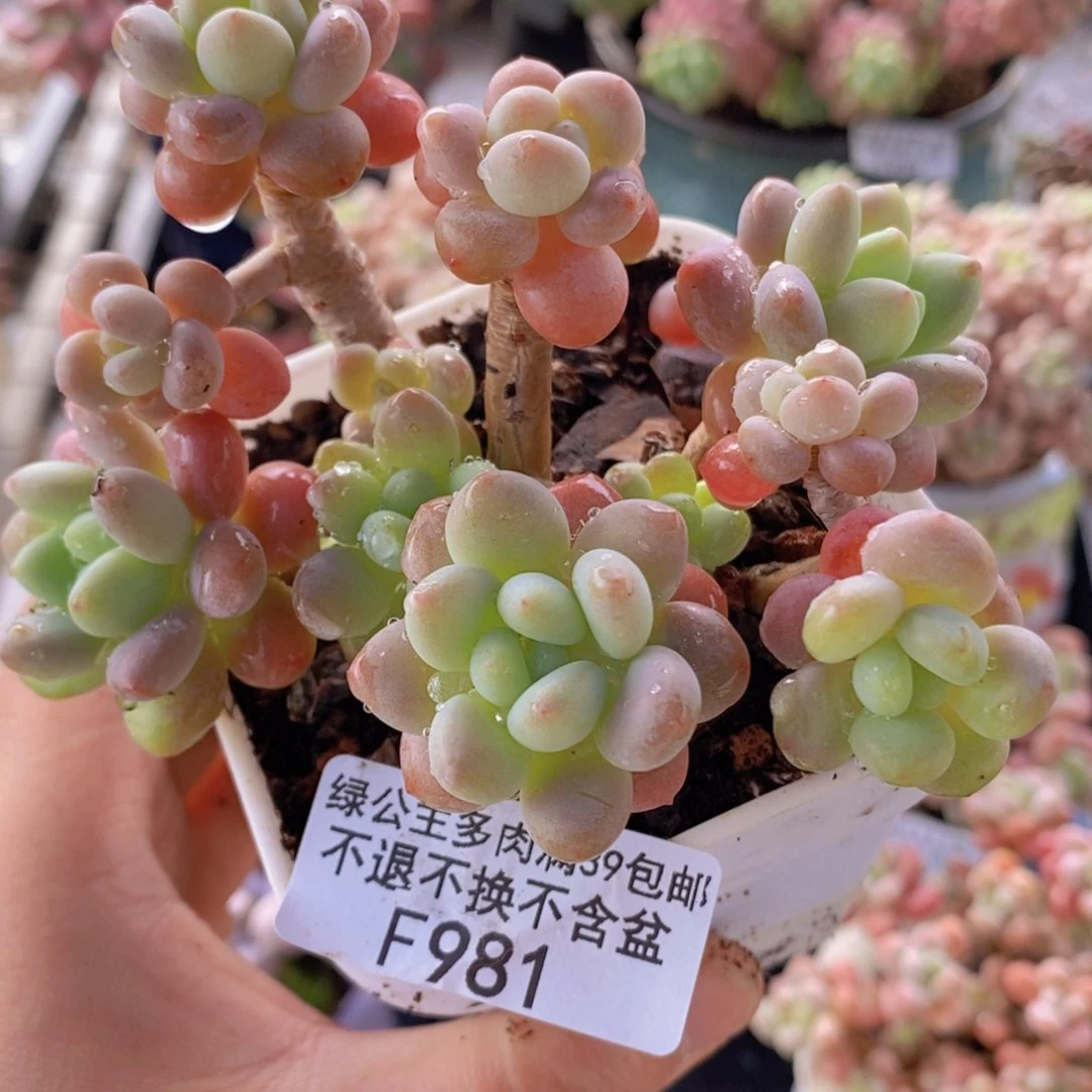鱼子酱老桩有砍7cm981多肉植物