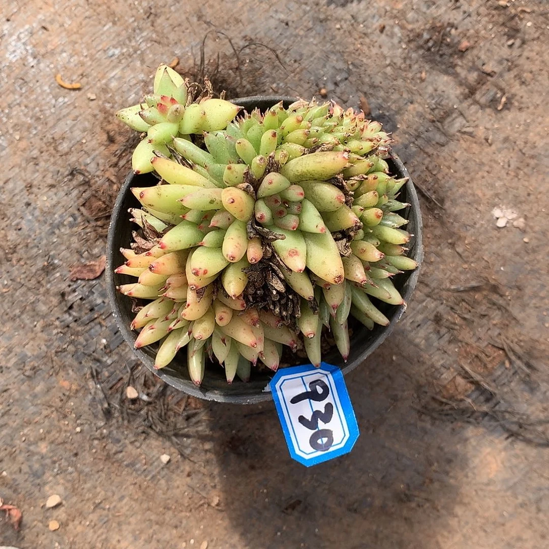 930 一物一拍多肉