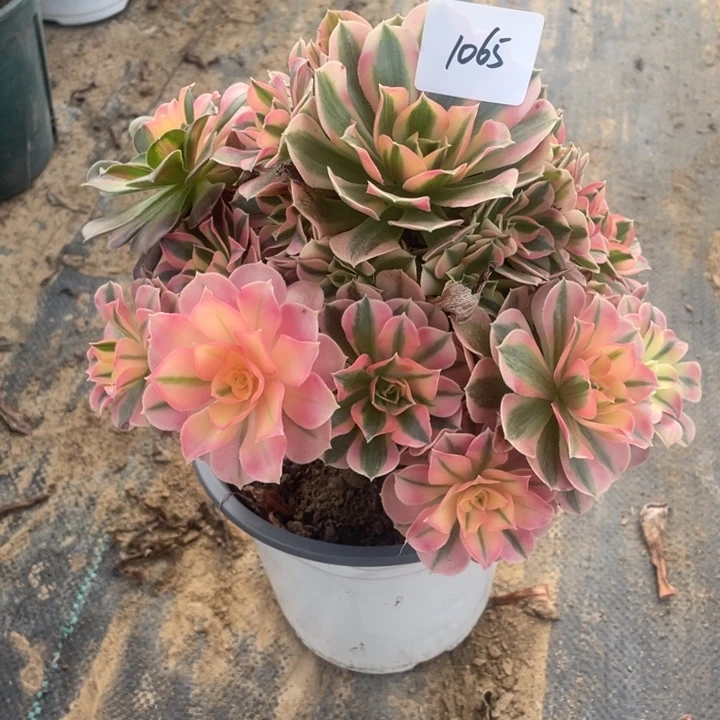 法师植物粉女巫1065